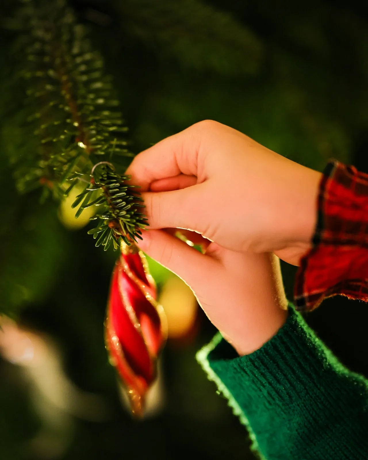 A hand hanging a red ornament on a fir branch
