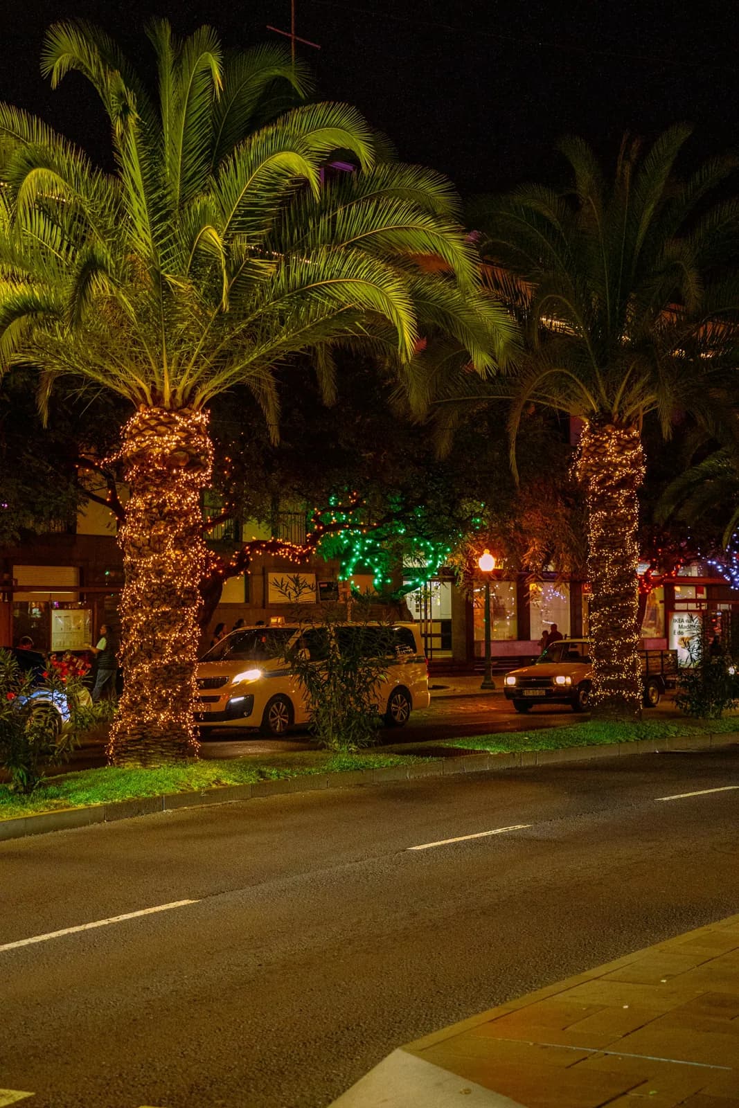 Palm trees wrapped in Christmas lights at night